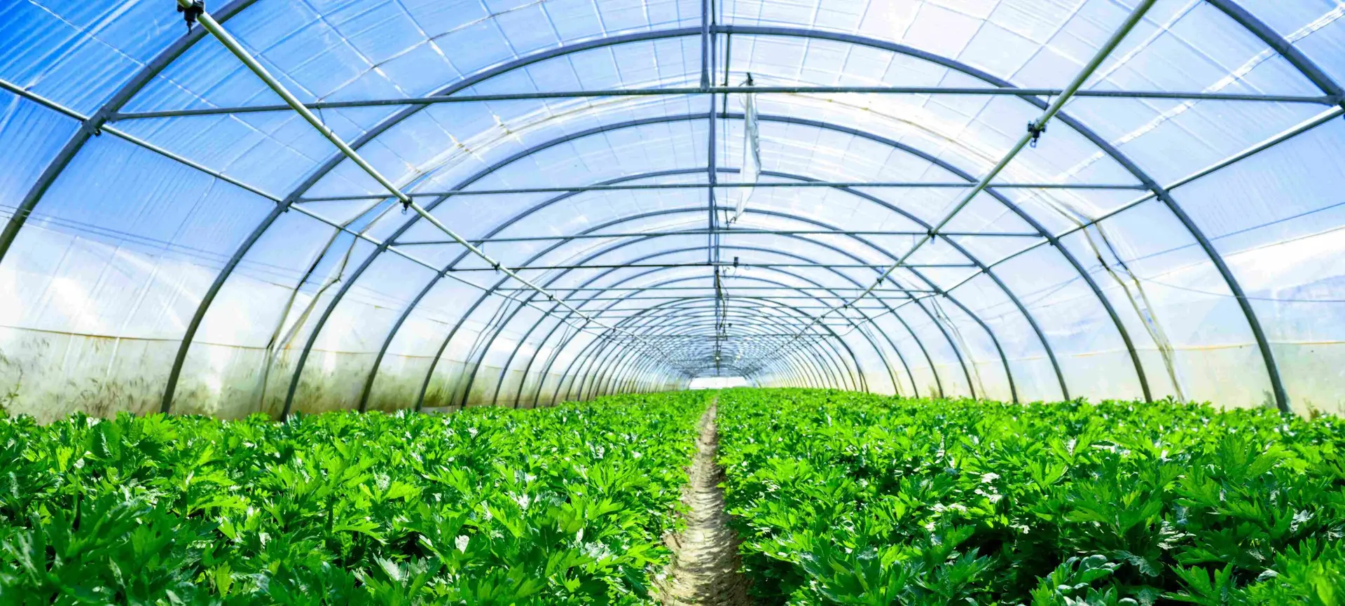 Optimisation de l’efficacité des serres agricoles : Exploration de la PAR et le rôle des films de contrôle solaire dans la régulation de la température