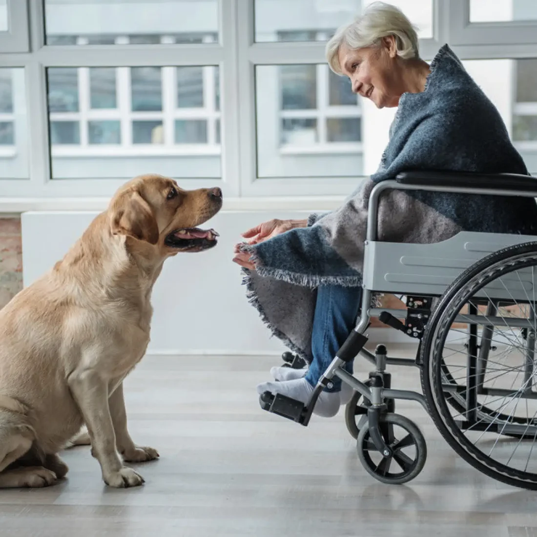 Handi'Chien-chien-d'éducation-handicap