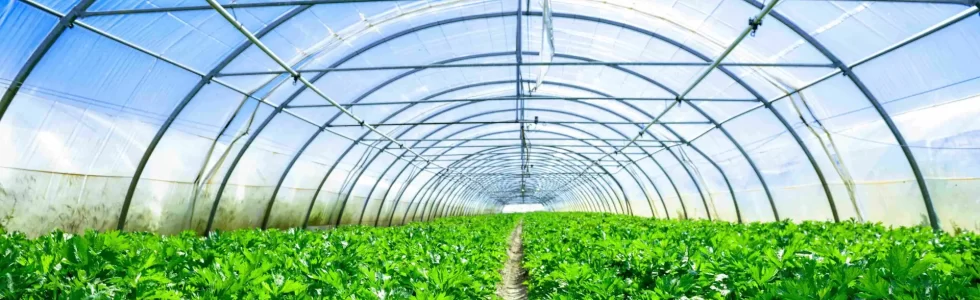 PAR - la photosynthèse d'une serre agricole - contrôle de l'effet de serre CO2 - Rayonnement IR - UV